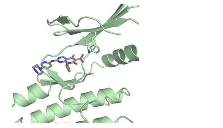 Science：揭示乳腺癌药物帕博西尼的新型作用机制